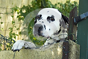 Dalmatian dog