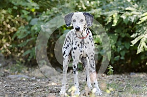 Dalmatian Dog