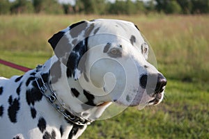 Dalmatian dog