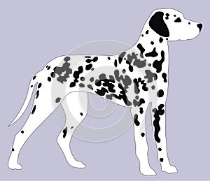 Dalmatian dog