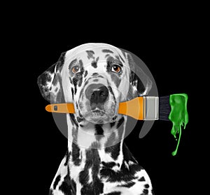 Dalmatian dog as a painter with brush and green color. Isolated on black