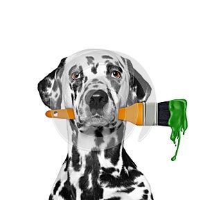 Dalmatian dog as a painter with brush and green color. Isolated on white