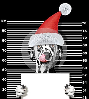 Dalmatian dog as santa claus in prison. Isolated on black