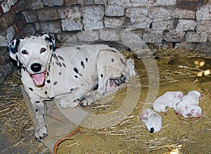 Dalmatian dog, WITH BABES newborn ONLY ONE DAY photo