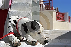 Dalmatian dog is basking in the morning sun, Oia village, Santorini island.