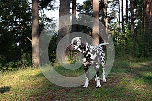 Dalmatian dog is a beautiful. Dalmatian puppy is standing outdoors in nature among the trees in the forest. dog is in