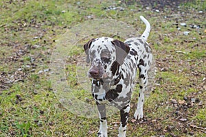 Dalmatian dog is a beautiful. Dalmatian puppy is standing outdoors in nature among the trees in the forest. dog is in