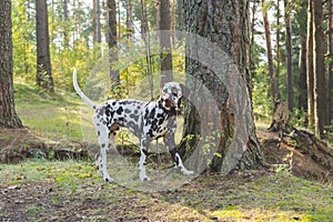 Dalmatian dog is a beautiful. Dalmatian puppy is standing outdoors in nature among the trees in the forest. dog is in