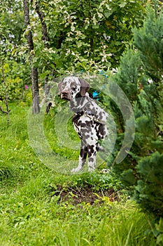 Dalmatian dog is a beautiful. Dalmatian puppy is standing outdoors in nature among the trees in the forest. dog is in