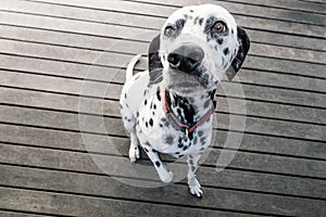 Dalmatian dog begging for food