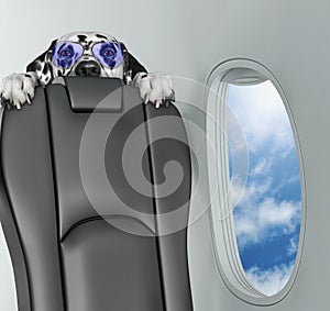 Dalmatian dog on board of airplain looking with horror.