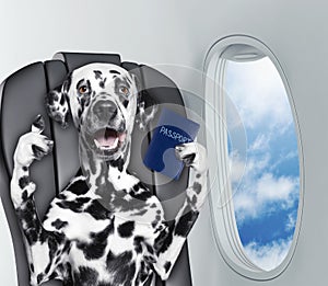 Dalmatian dog on board of airplain with passport