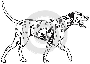 Dalmatian Dog