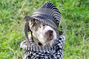 Dalmatian dog with brown spots in a striped hat and a plaid scarf around his neck looks sad at the camera