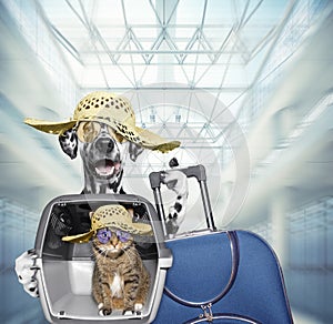 Dalmatian dog and cat wait at the airport with blue suitcase