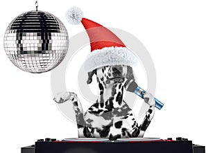 Dalmatian dog in christmas hats singing with microphone a karaoke song. Isolated on white