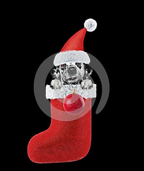 Dalmatian dog with Christmas stocking and ball. Isolated on black