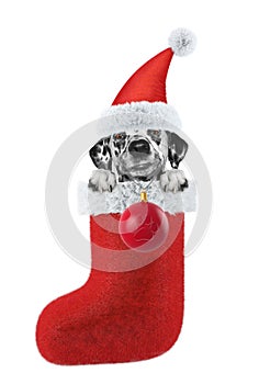 Dalmatian dog with Christmas stocking and ball. Isolated on white