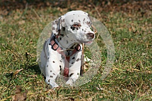 A Dalmatian dog in the country