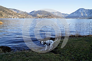 A Dalmatian dog A Dalmatian dog by scenic alpine lake Tegernsee in Tegernsee valley in Bavarian Alps (Bavaria, Germany)