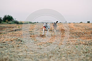 Dalmatian dog and east-european shepherd dog run on mown field