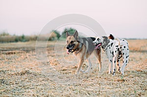 Dalmatian dog and east-european shepherd dog stand on mown field