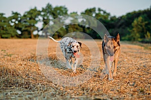 Dalmatian dog and east-european shepherd dog walk on mown field