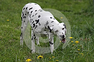 Dalmatian dog eating img