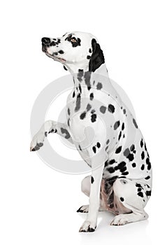 Dalmatian dog gives paw