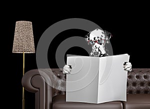 Dalmatian dog with glasses reading newspaper with space for text on sofa in living room. Isolated on black