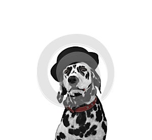 Dalmatian dog in a hat portrait