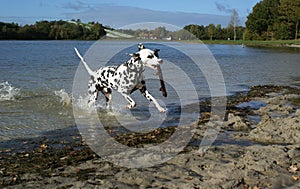 Dalmatian dog having fun.