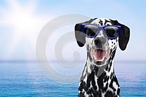 Dalmatian Dog Having Fun At Beach