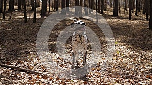 Dalmatian dog having fun playing with a stick in the forest, wearing a collar. Dalmatians playing with a stick, slow