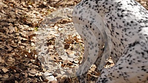 Dalmatian dog having fun playing with a stick in the forest, wearing a collar. Dalmatians playing with a stick, slow