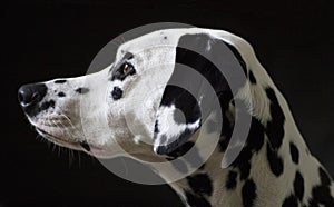 Dalmatian dog isolated on black backgound