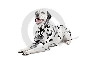 Dalmatian dog, isolated on white