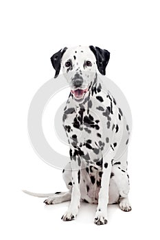 Dalmatian dog, isolated on white