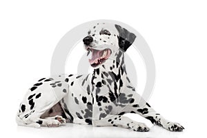 Dalmatian dog, isolated on white