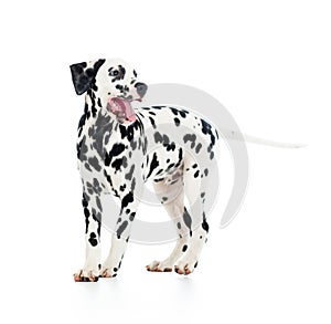 Dalmatian dog, isolated on white