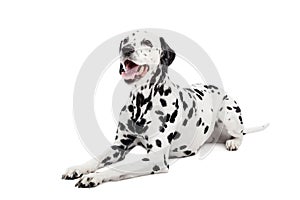 Dalmatian dog, isolated on white photo