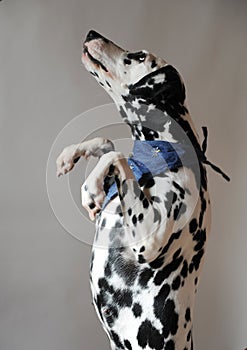 Dalmatian dog in jeans cravat standing on hind legs. Portrait on a light background with free space for text or design