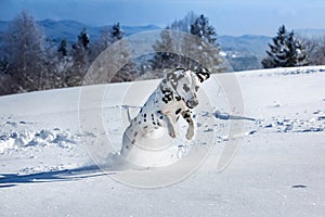 Dalmatian dog jumping in snow photo