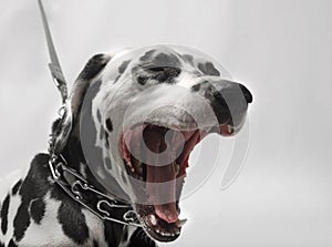 Dalmatian dog on a leash yawns