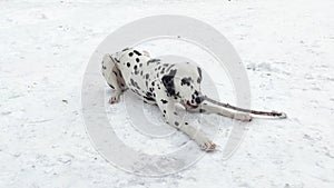 Dalmatian dog lies in the snow and gnaws a stick. Dalmatian gnaws a branch.