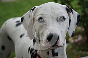 The Dalmatian dog looks at the camera  Close up.