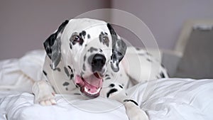 Dalmatian dog lying down in white bed and gnaws a bone. White and black spotted Dalmatian dog posing on a white couch.