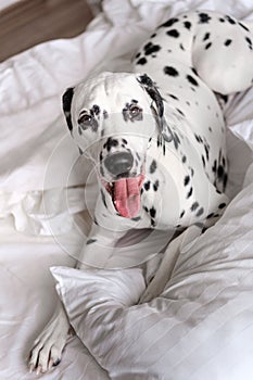 Dalmatian dog lying down in white bed and looking at the camera. White and black spotted Dalmatian dog posing on a white