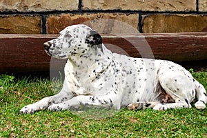 Dalmatian dog lying and resting down on the grass.