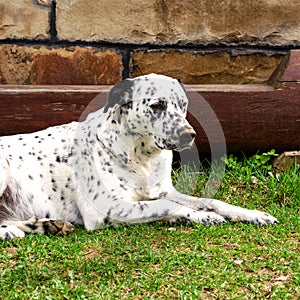 Dalmatian dog lying and resting down on the grass.
